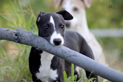 Les chiots de Whippet