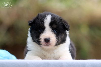 Les chiots de Berger Américain Miniature 