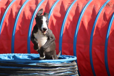 Les chiots de Whippet