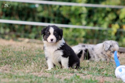 Les chiots de Berger Américain Miniature 