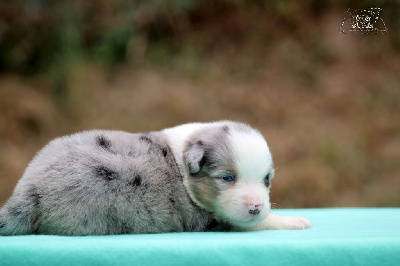 Les chiots de Berger Américain Miniature 