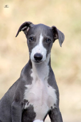 Les chiots de Whippet