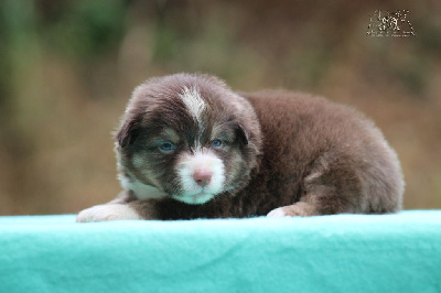 Les chiots de Berger Américain Miniature 