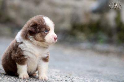 Les chiots de Berger Américain Miniature 