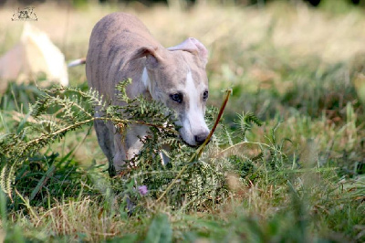 Les chiots de Whippet