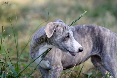 Les chiots de Whippet