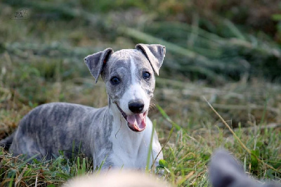 Les chiots de Whippet