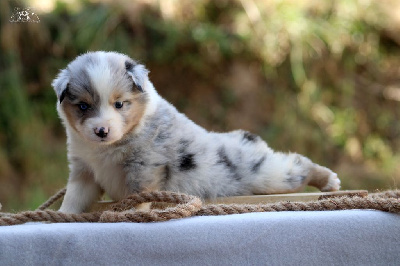 Les chiots de Berger Américain Miniature 