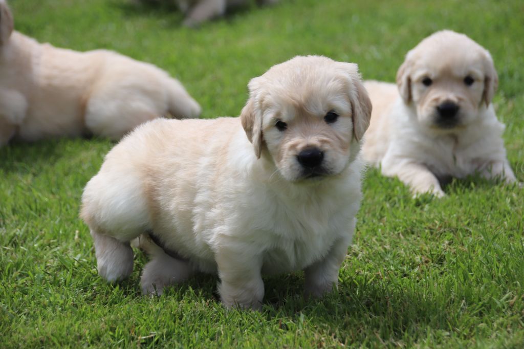 bleu ciel - Golden Retriever