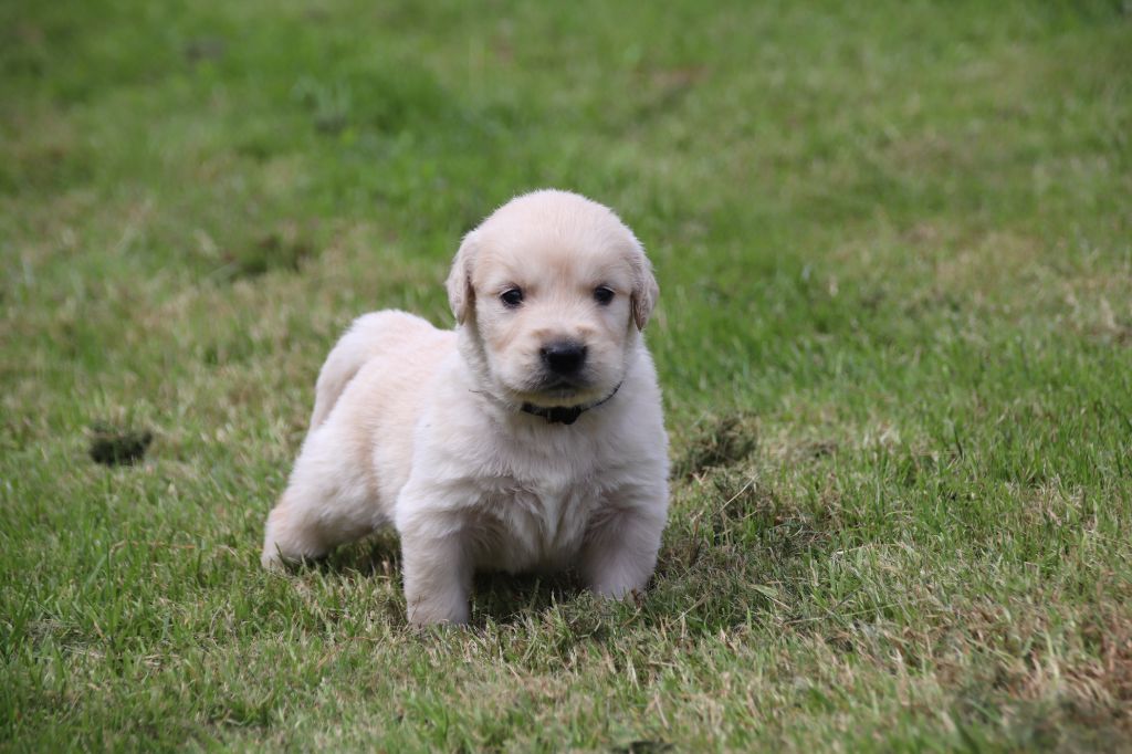 Noir - Golden Retriever