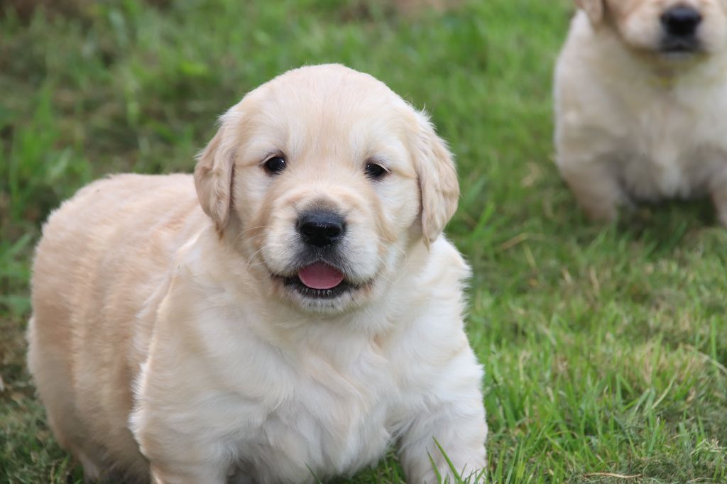 gris - Golden Retriever