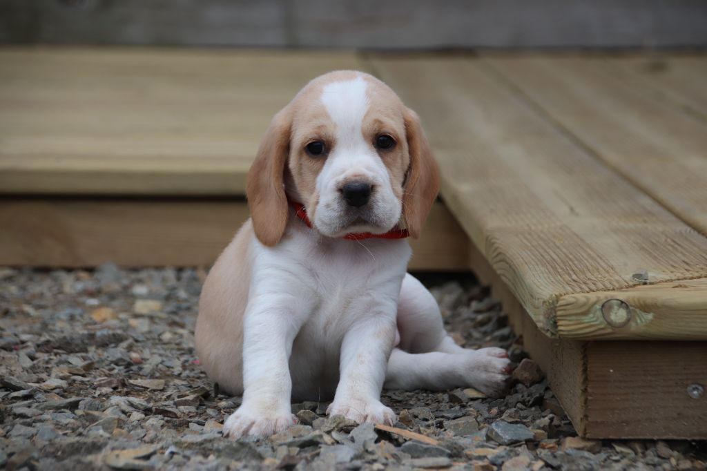 Collier Rouge - Beagle