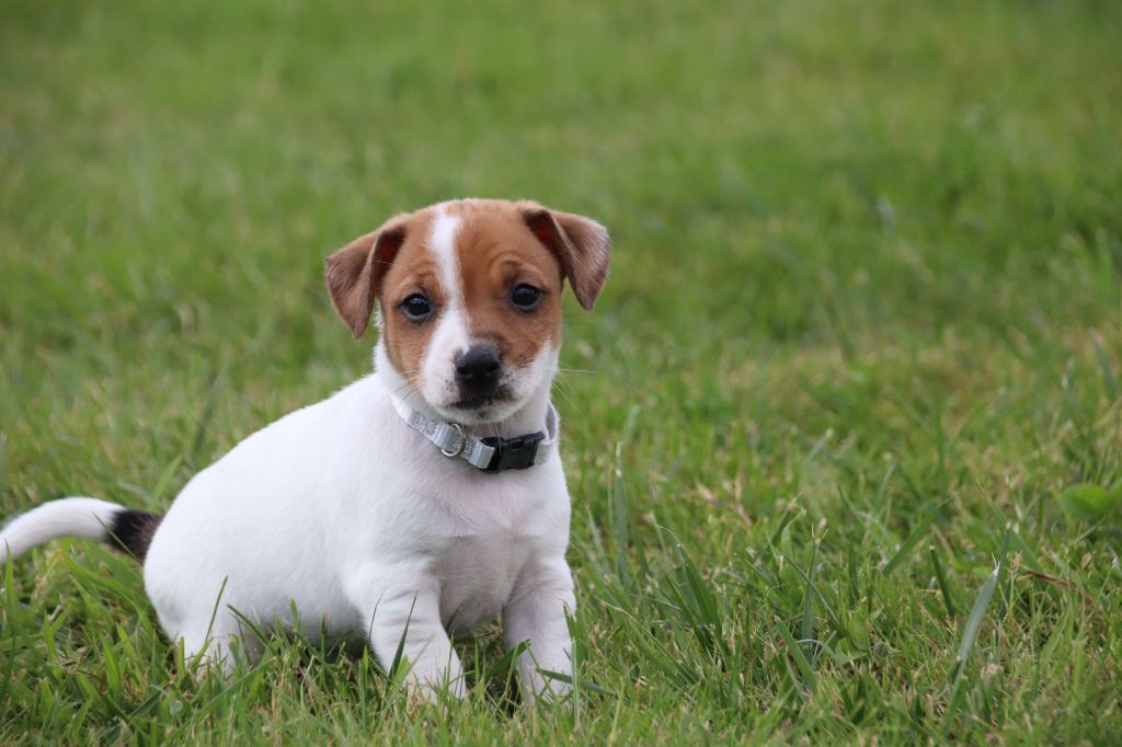 collier gris - Jack Russell Terrier