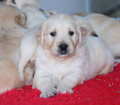 Les chiots de Golden Retriever