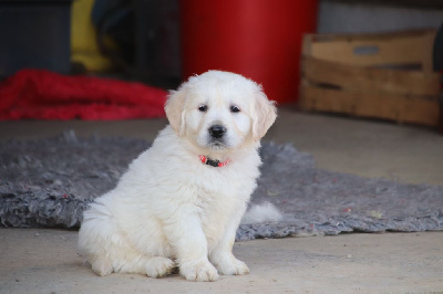 Les chiots de Golden Retriever