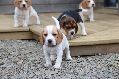 Les chiots de Beagle