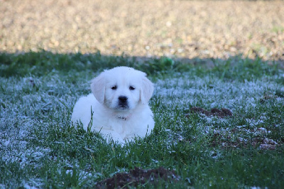 Les chiots de Golden Retriever