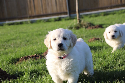 Les chiots de Golden Retriever