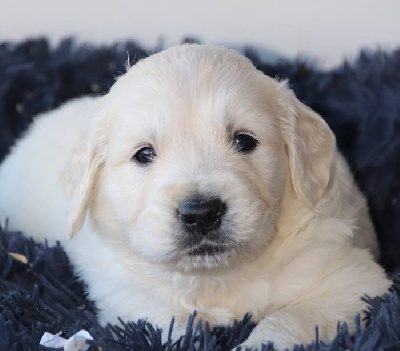 Les chiots de Golden Retriever