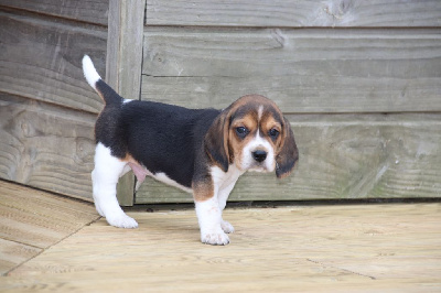 Collier marron - Beagle