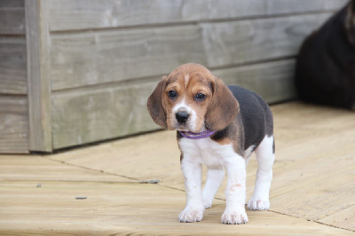 Collier Mauve - Beagle