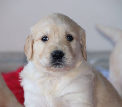 Les chiots de Golden Retriever