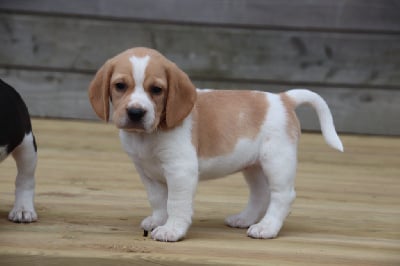 Collier Rose - Beagle