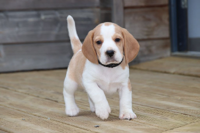 Les chiots de Beagle