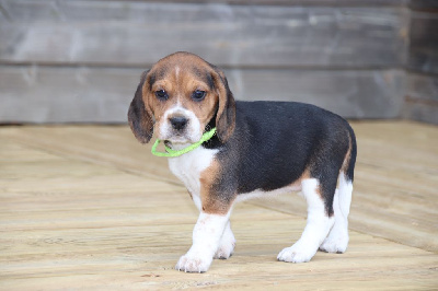 Les chiots de Beagle