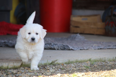 Les chiots de Golden Retriever