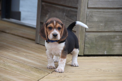 Les chiots de Beagle