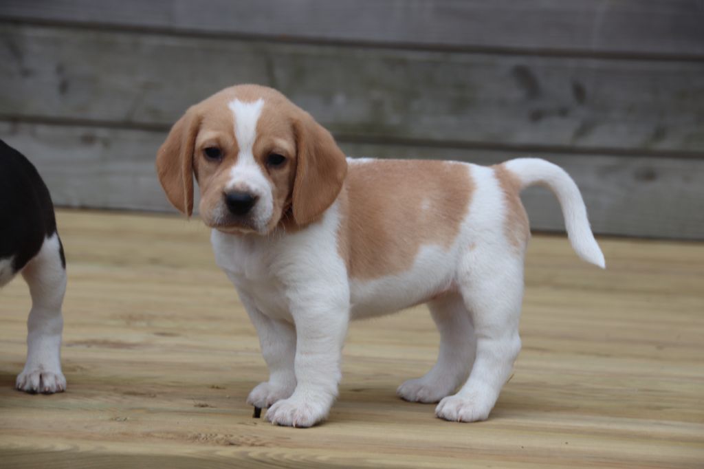 Collier Rose - Beagle