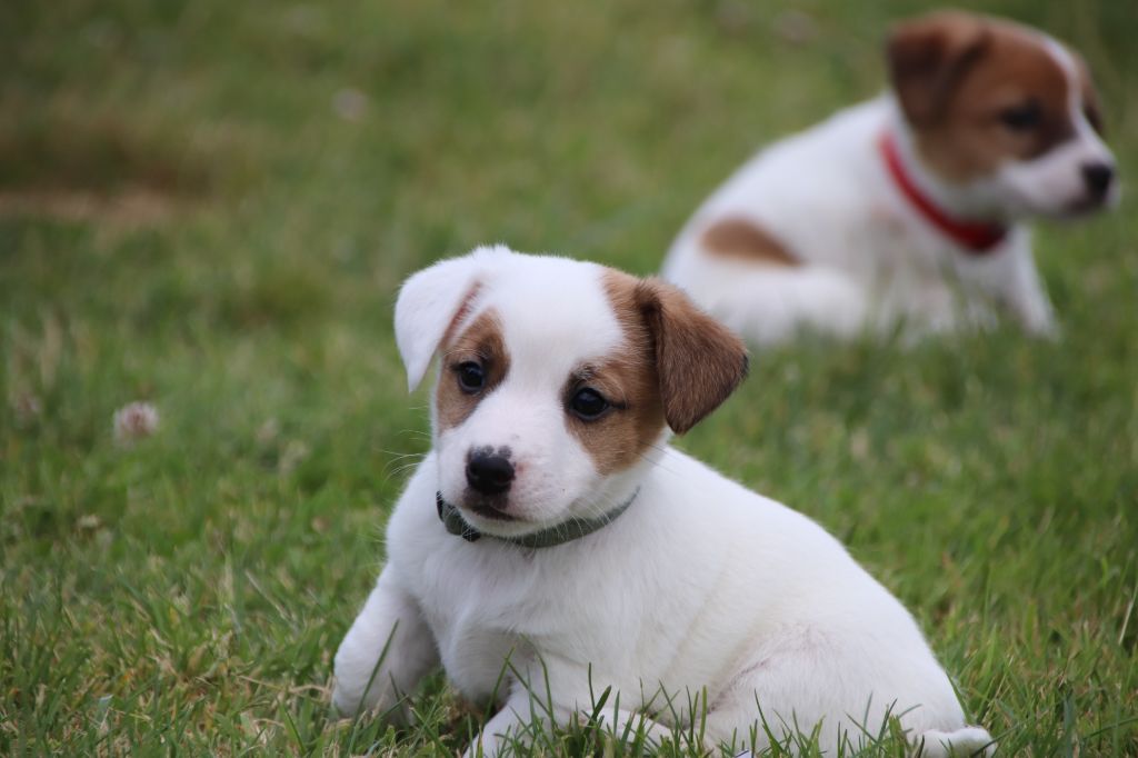 collier kaki - Jack Russell Terrier