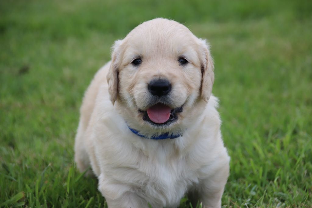 bleu foncé - Golden Retriever