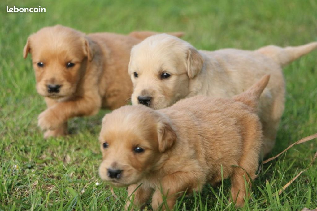 CHIOT 2 - Golden Retriever