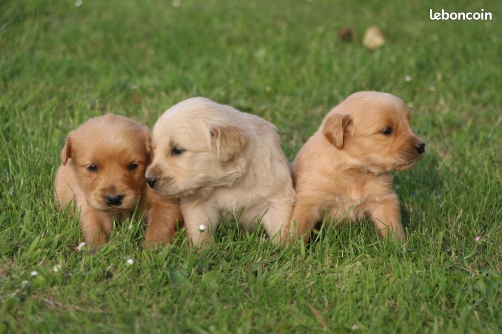 CHIOT 5 - Golden Retriever