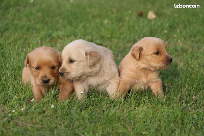 Les chiots de Golden Retriever