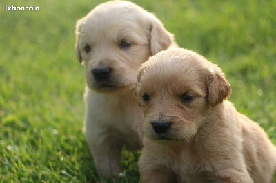 Les chiots de Golden Retriever