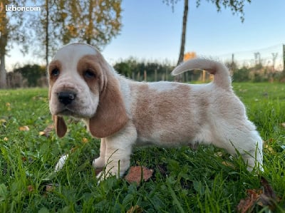 Les chiots de Basset Hound