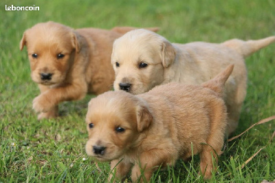 Les chiots de Golden Retriever