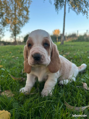 Les chiots de Basset Hound