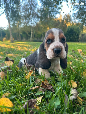 Les chiots de Basset Hound