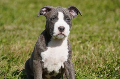 Les chiots de American Staffordshire Terrier