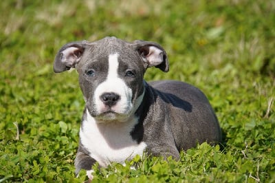 Les chiots de American Staffordshire Terrier