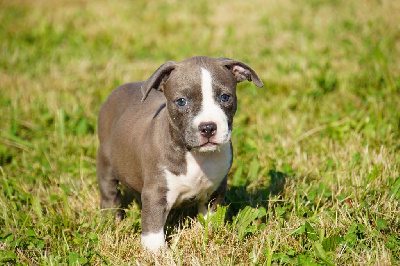 Les chiots de American Staffordshire Terrier