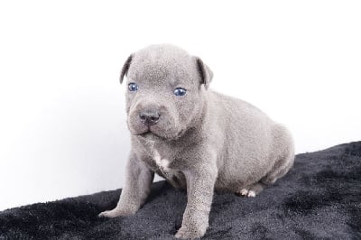 CHIOT 3 - Staffordshire Bull Terrier