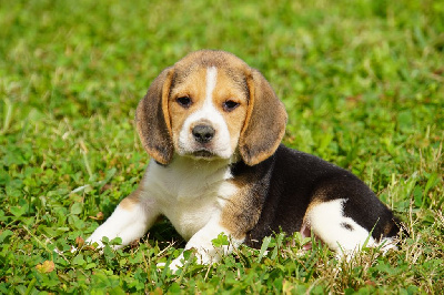 Les chiots de Beagle