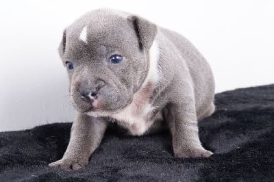 CHIOT 1 - Staffordshire Bull Terrier