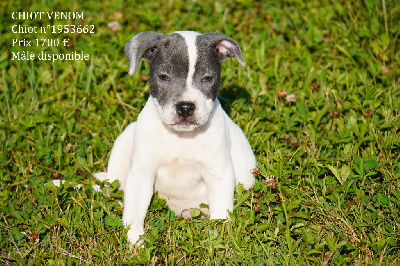 Les chiots de Staffordshire Bull Terrier