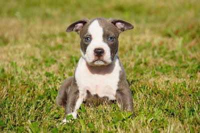 Les chiots de American Staffordshire Terrier